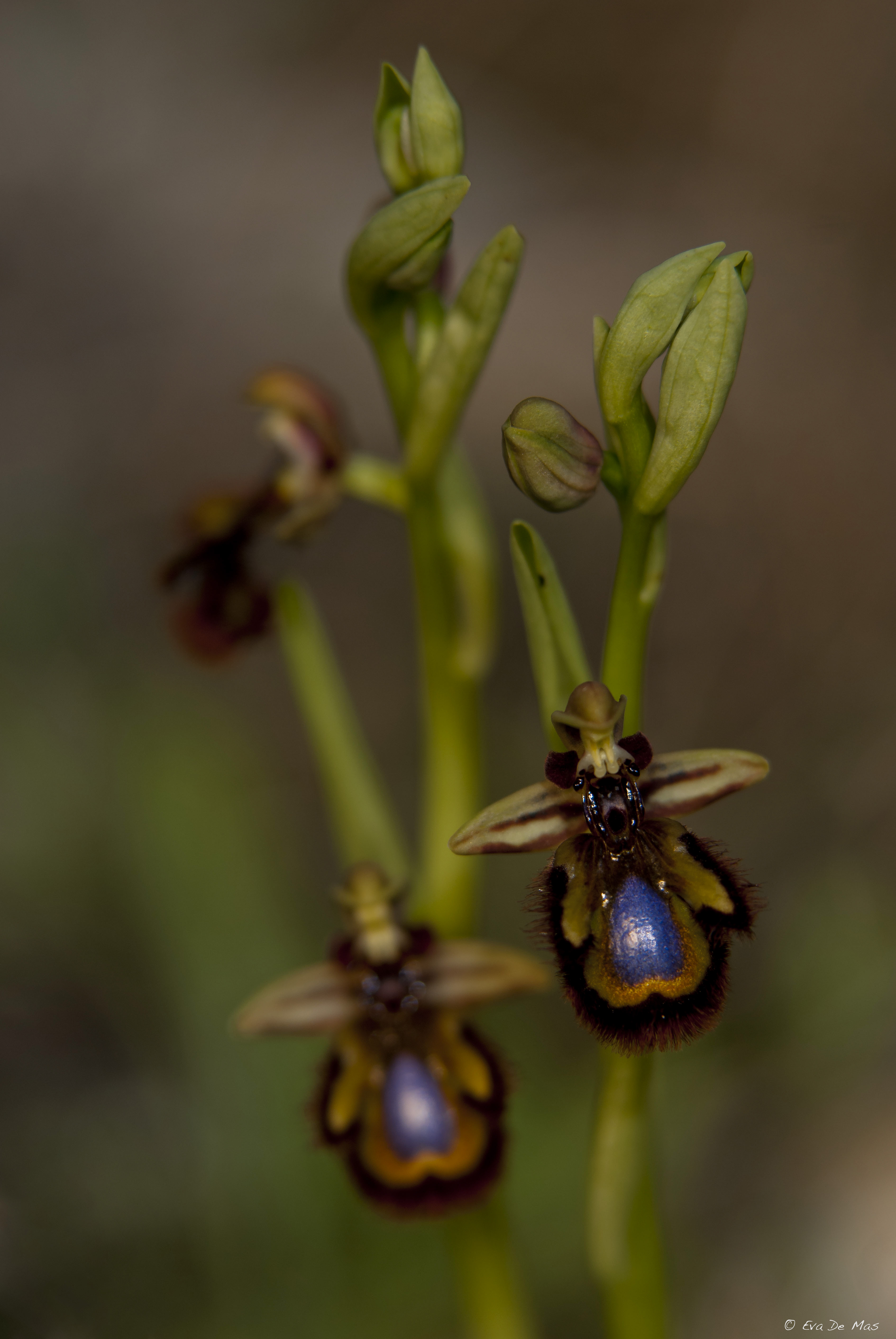 Orquídeas – Maneras de Mirar
